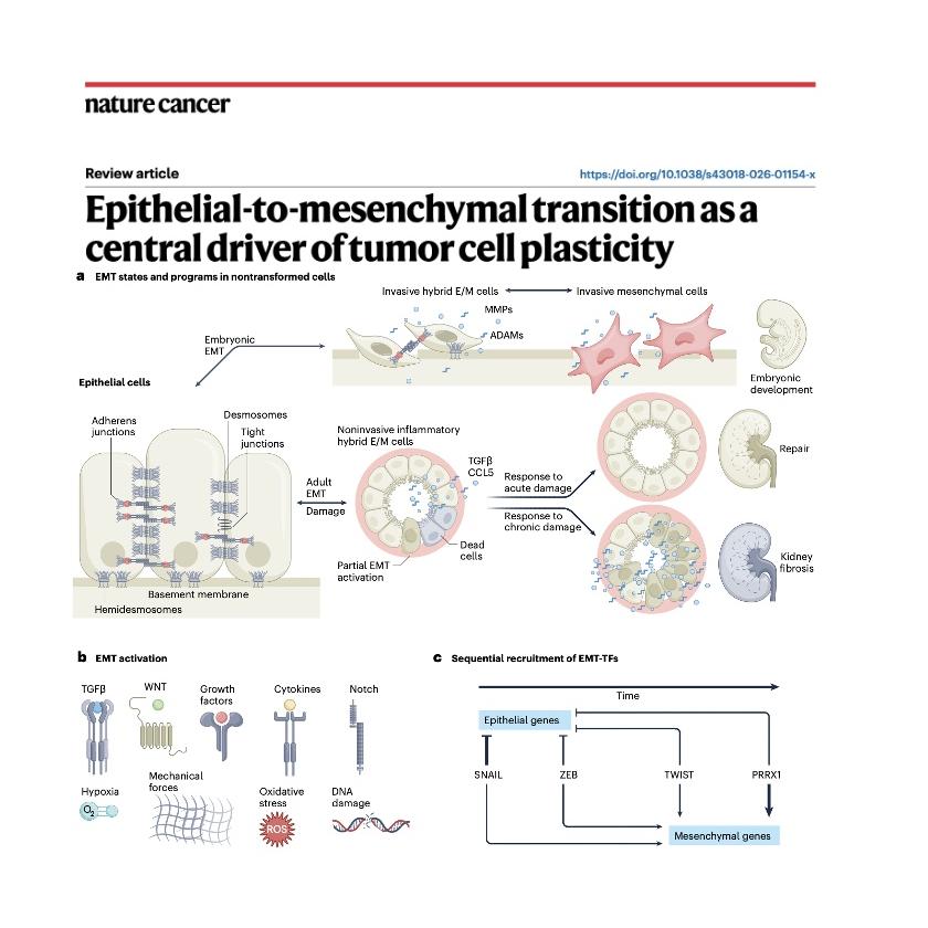 1378-Epithelial-to-Mesenchymal: Engine of Tumor Plasticity episode artwork