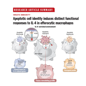 421-Apoptotic Cell Identity Shapes Macrophage