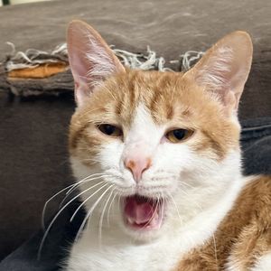那只猫茂