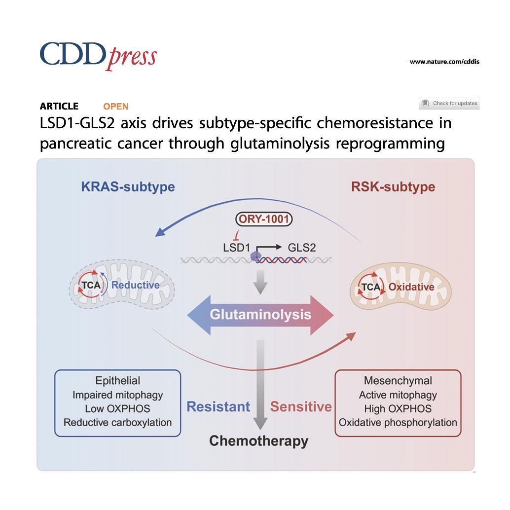 1413-LSD1-GLS2 Drives Subtype-Specific Chemoresistance episode artwork