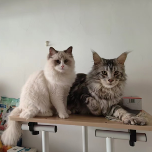 30 - 中兽医了解一下 怎么给猫狗号脉 | 拱猪 #1