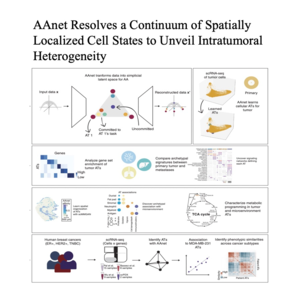 155-AAnet Defines Triple-Negative Breast Cancer Archetypes
