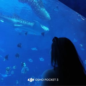 小周的秘密播客