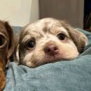 唔哩叨叨叽哩咕噜嘁吱嘁吱