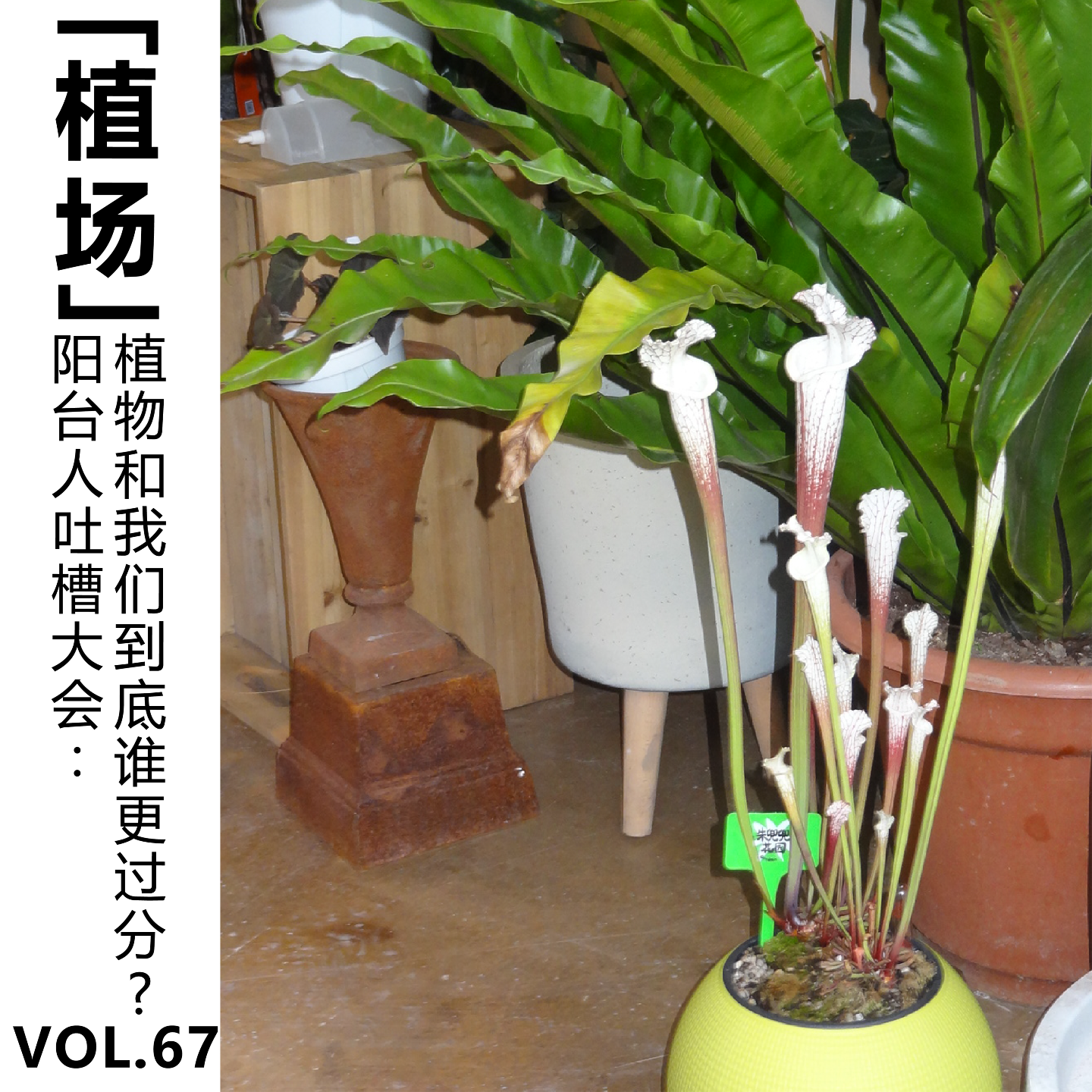 cover of episode Vol.67【植场】阳台人吐槽大会：植物和我们到底谁更过分？