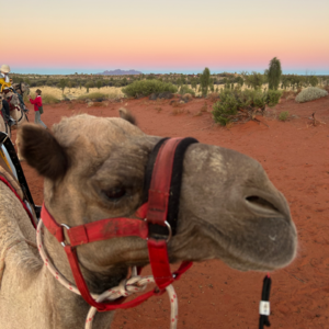 EP39. 澳大利亚竟然有这么多骆驼｜卷四开始，有人打仗有人种地