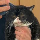 鱼吃猫不吃