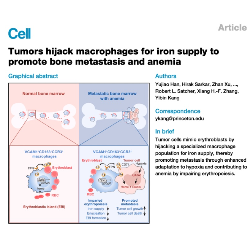 879-How Metastatic Tumors Hijack Hematopoietic Macrophages episode artwork