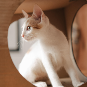 EP68 利用深度学习检测市场趋势