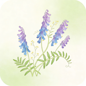 紫花山莴苣的奇妙世界