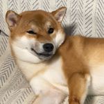 里脊肉饼
