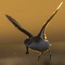 渚清沙白鹬飞回