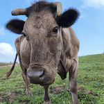 勇敢牛牛怕困难