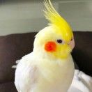 Cloudybird