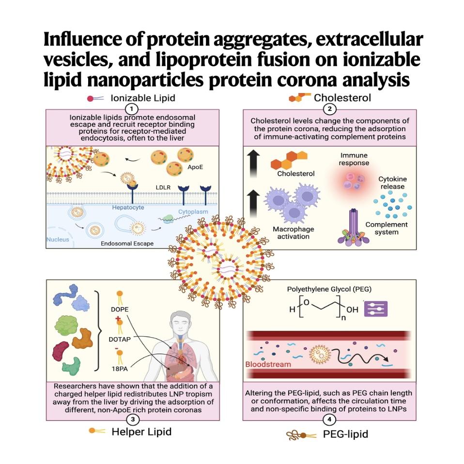 1287-Unmasking Lipid Nanoparticle Protein Corona episode artwork