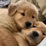 橘里橘气小橘子皮