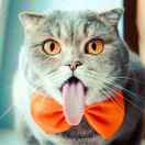 Chatien