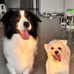 吃山竹的小怪兽