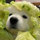 王俊升