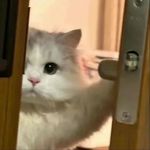 熊二八六九