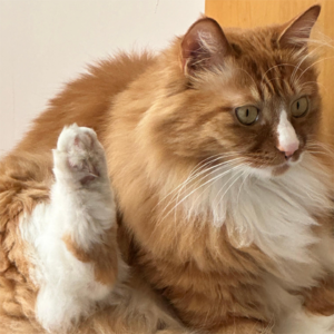 vol 04：猫猫狗狗拯救世界！i人在海滨小城的咸鱼生活