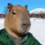 岩森林