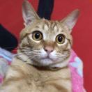 叮当老爸很无奈