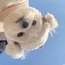 小高小高福星高照