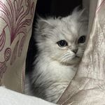 浮游废鱼