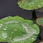 苏西伞伞
