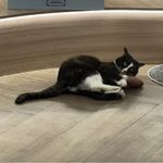 藕片就土豆丝丝