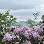 雷霆狂花