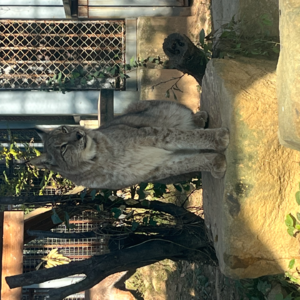 疯狂动物城林雪猁的饲养员来了