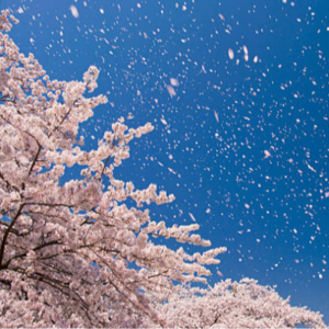 古琴《太极》:王先宏 - 中国传统音乐中的哲学之旅