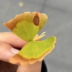 一抹蕉蕉