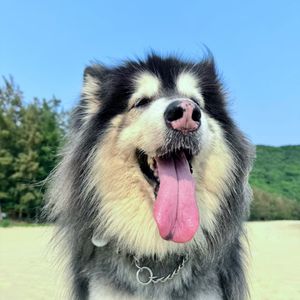 西奥西奥