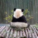 panjianlee