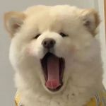 小狗晒太阳_