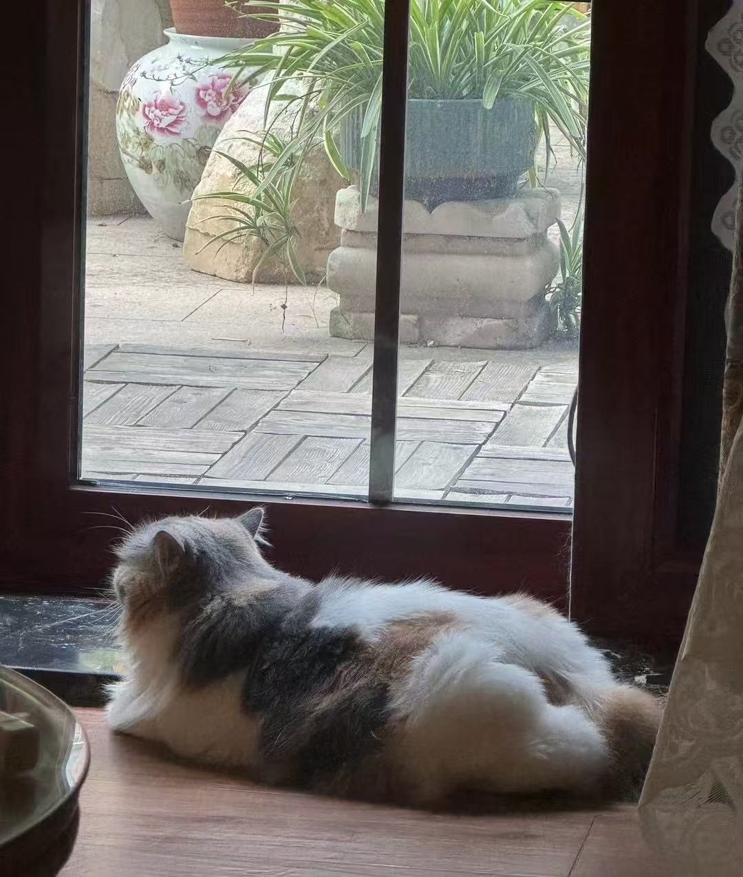 Vol.14 哎呀，宠物真香！ - 只有一点| 小宇宙- 听播客，上小宇宙