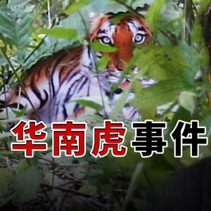 华南虎事件：农民在山里拍到了野兽之王，最开心的是地方政府，没想到这是一只令人失望的老虎