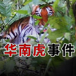 华南虎事件：农民在山里拍到了野兽之王，最开心的是地方政府，没想到这是一只令人失望的老虎
