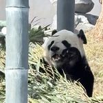 声控猫