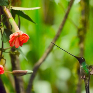 BBC Earth｜世界上最长的鸟喙