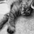 Kayson_9xWs