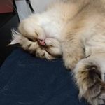 阿鱼一口气全念对