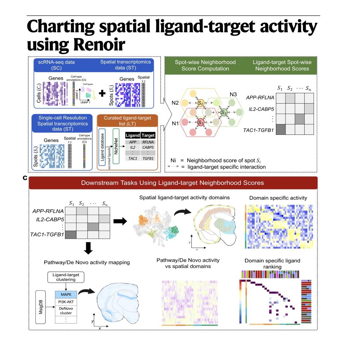 1155-Renoir: Charting Spatial Ligand-Target Activity episode artwork