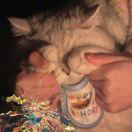 给我的公主去码头整点薯条