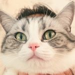 老猫李