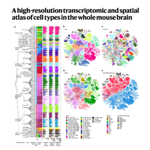 071-A high-resolution Mouse Brain Cell Atlas