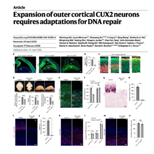 811-ATF4 Regulates DNA Repair in CUX2 Neuron Expansion